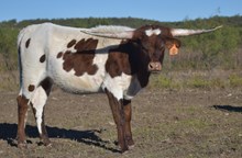 W5 Rural Jam Box Beauty 2403