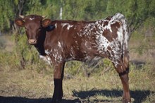 BCR ROYAL CHARM x ENIGMA WL - 25