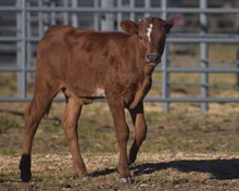 Tuff Rose x Crockett