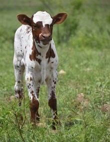 Spots (Steer)