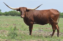 LM TEXANA'S REFLECTION