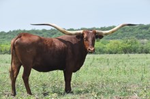 TCC TEXANA'S IMAGE