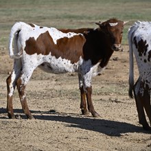 TCC DANI X HL HEADS UP - TAG 4873