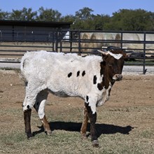 AM ROSE'S RUBY x HL HEADS UP 25