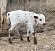 Nova (Steer)