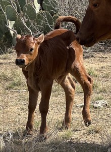 Cinnamon Bull
