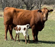 Cinnamon x Colluder Heifer