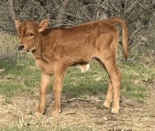 Siren x Colluder heifer 