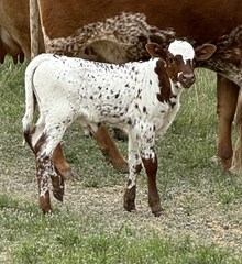 Spots (Steer)
