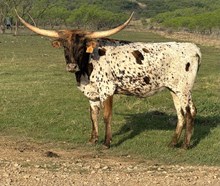 W5 Starlet Tuff Jam 2401