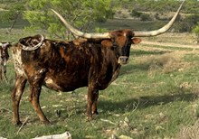 SH Brindle Buzz 41/6