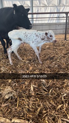 Texana x Heads Up