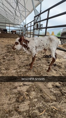 Texana x Heads Up